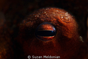 The look of intelligence by Suzan Meldonian 